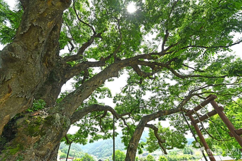 괴산 오가리 느티나무 여행 추천 - 로드트립