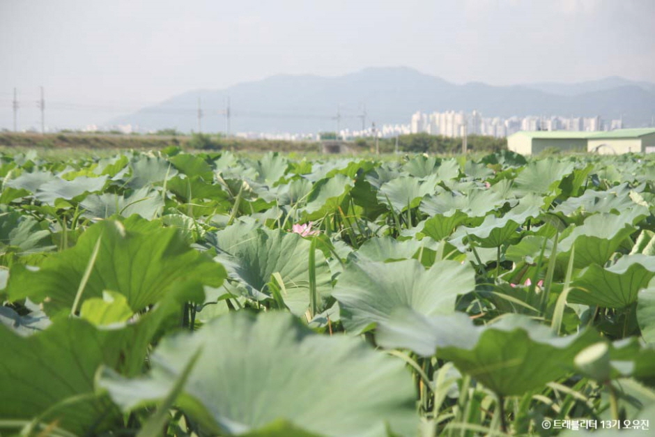 반야월연꽃단지 여행 추천 - 로드트립