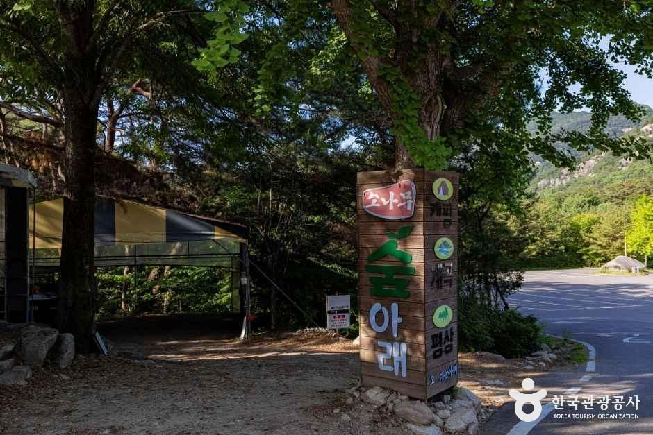 소나무숲아래캠핑장 여행 추천 - 로드트립