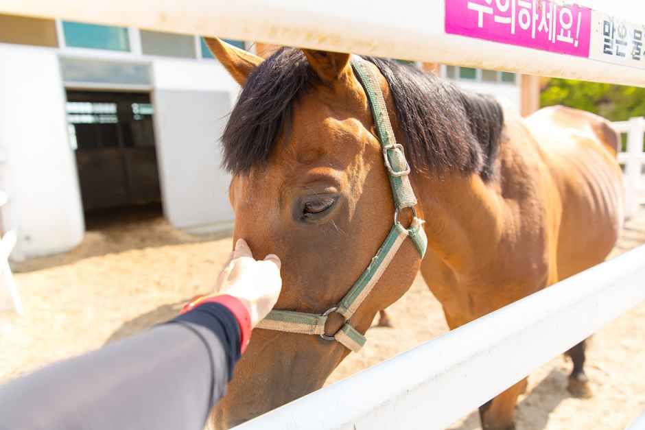 장수승마레저파크 여행 추천 - 로드트립