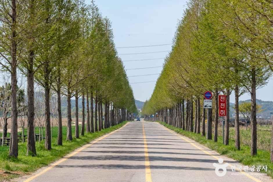 대부도 메타세콰이어길 여행 추천 - 로드트립