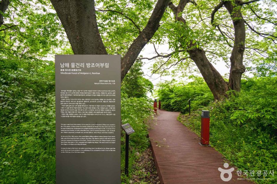 남해 물건리 방조어부림 여행 추천 - 로드트립