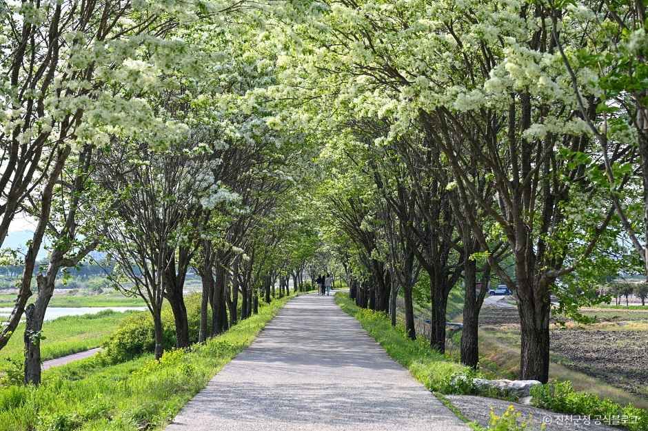 진천 이팝나무길 여행 추천 - 로드트립