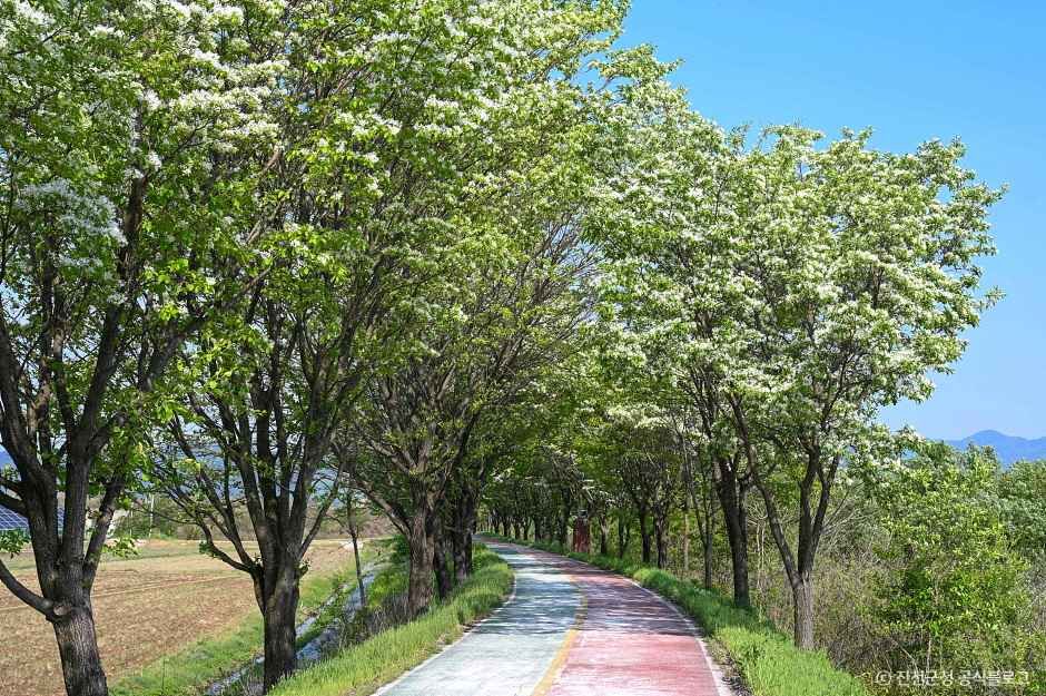 진천 이팝나무길 여행 추천 - 로드트립