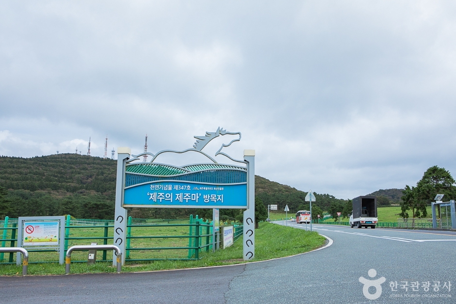 제주마방목지 여행 추천 - 로드트립