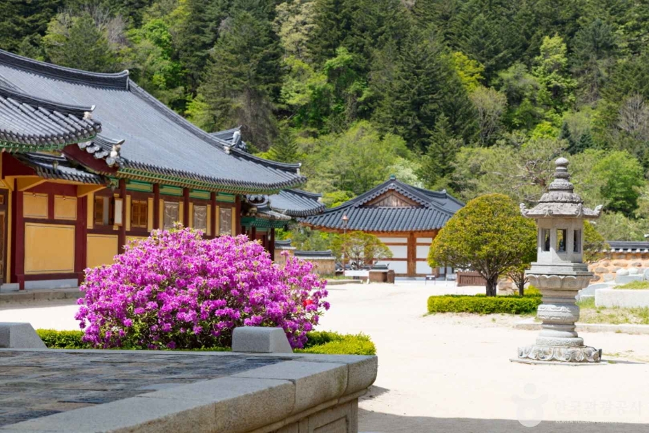 월정사·월정사 전나무숲 여행 추천 - 로드트립