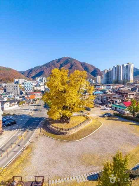 영월 하송리 은행나무 여행 추천 - 로드트립