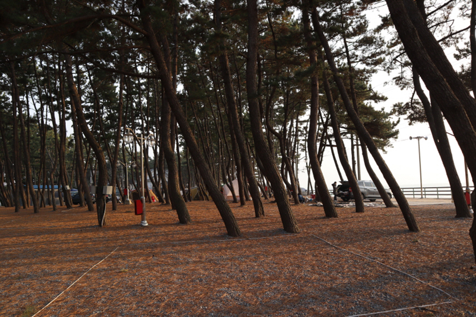 몽산포오토캠핑장2구역 여행 추천 - 로드트립