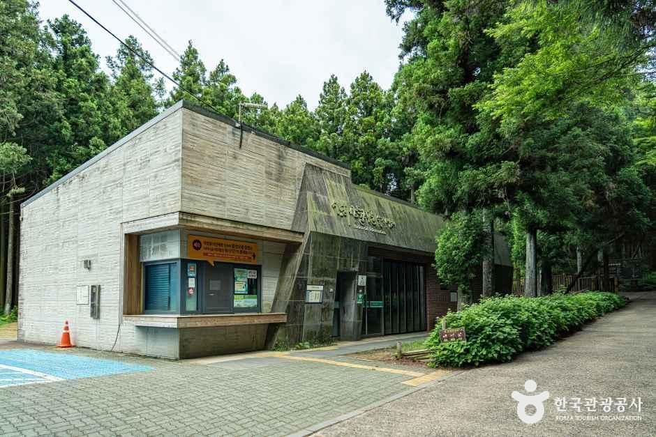 사려니숲길 여행 추천 - 로드트립
