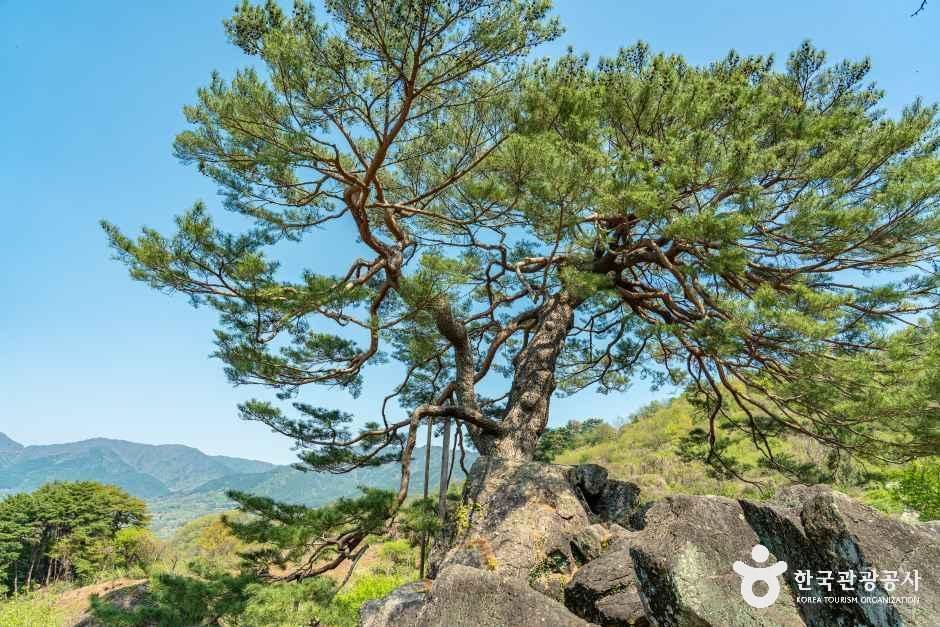 하동 축지리 문암송(악양문암송) 여행 추천 - 로드트립