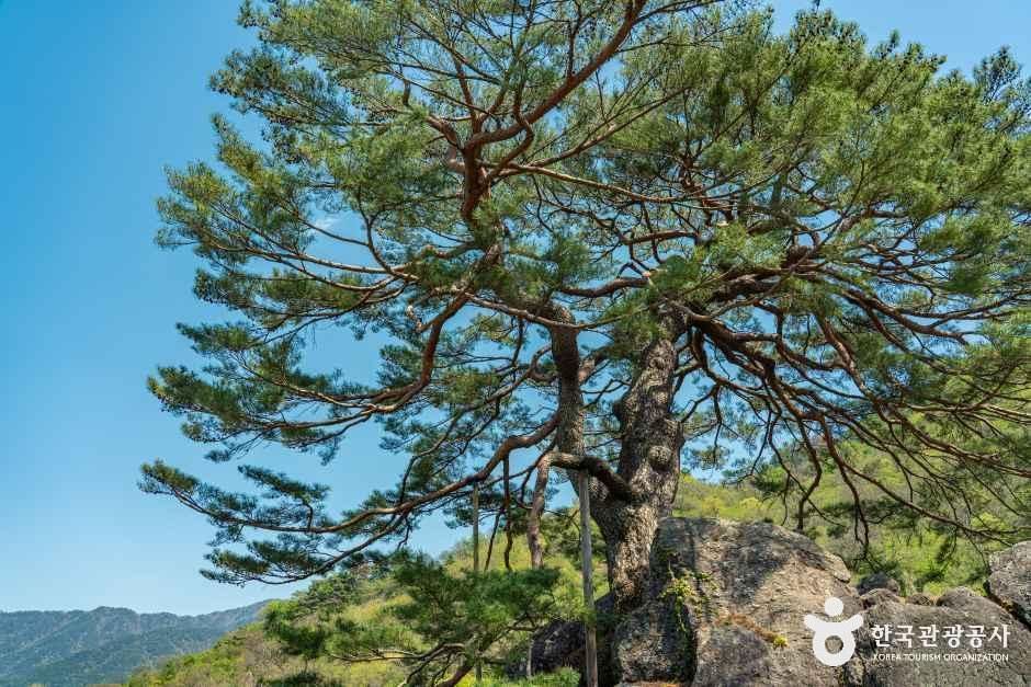 하동 축지리 문암송(악양문암송) 여행 추천 - 로드트립