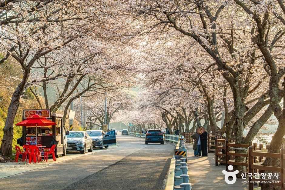 왕지벚꽃길 여행 추천 - 로드트립