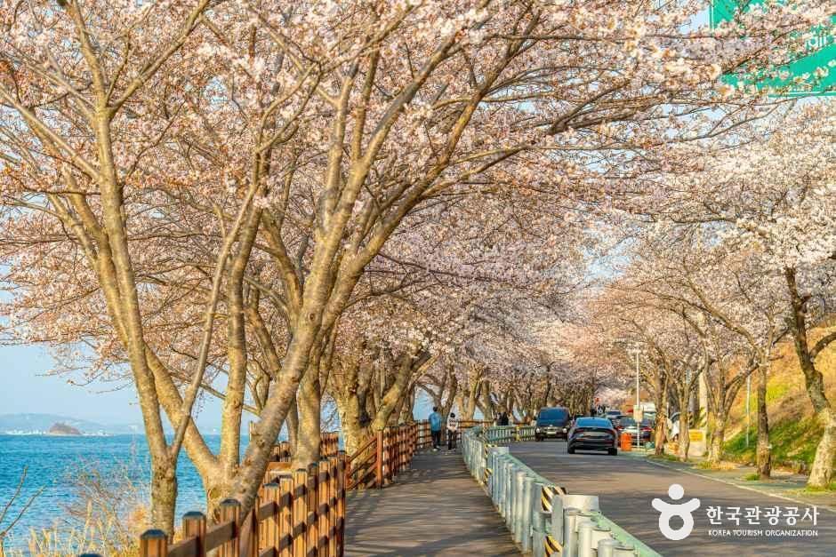 왕지벚꽃길 여행 추천 - 로드트립
