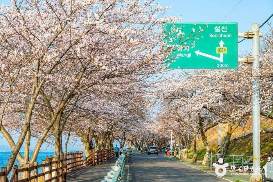 왕지벚꽃길 여행 추천 - 로드트립