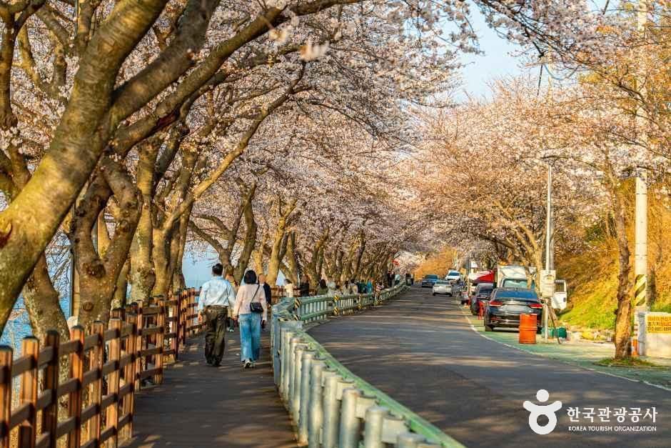 왕지벚꽃길 여행 추천 - 로드트립