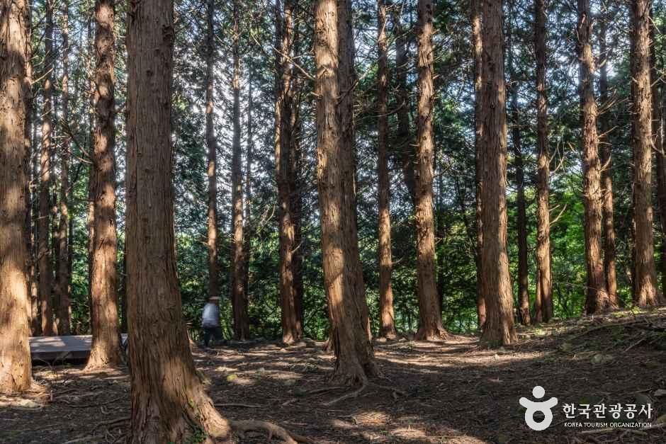 아라동 치유의 숲 여행 추천 - 로드트립