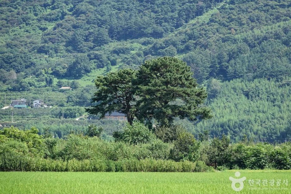 평사리부부소나무 여행 추천 - 로드트립