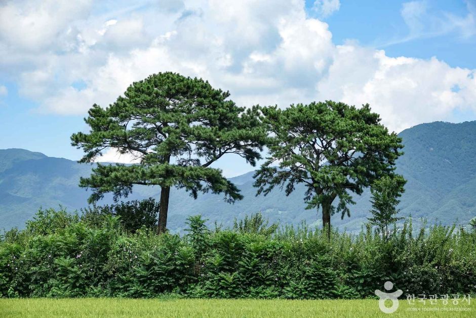 평사리부부소나무 여행 추천 - 로드트립