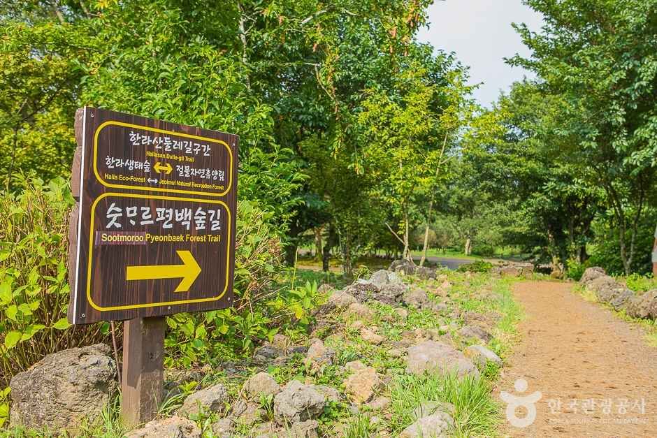 [한라산 둘레길 9구간] 숫모르편백숲길 여행 추천 - 로드트립