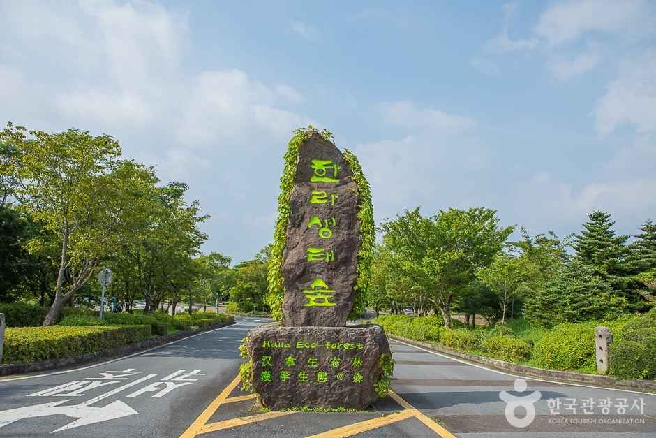 [한라산 둘레길 9구간] 숫모르편백숲길 여행 추천 - 로드트립
