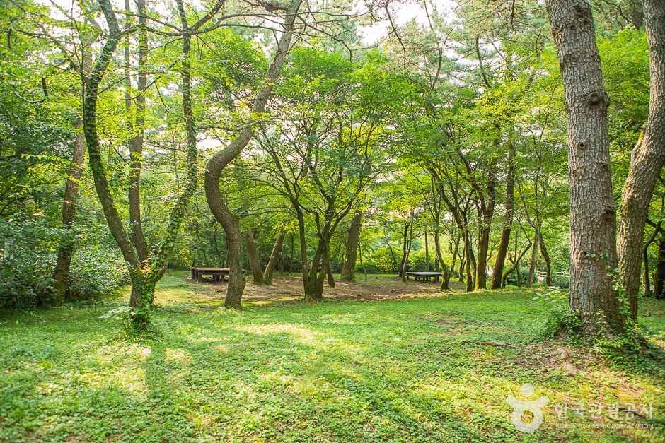 [한라산 둘레길 9구간] 숫모르편백숲길 여행 추천 - 로드트립