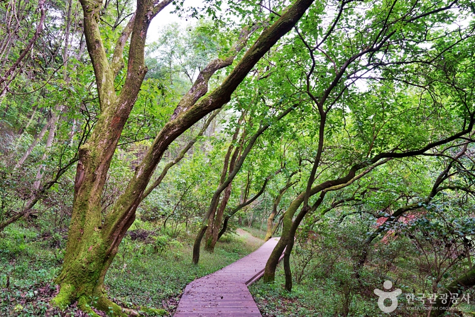 생거진천치유의숲 여행 추천 - 로드트립