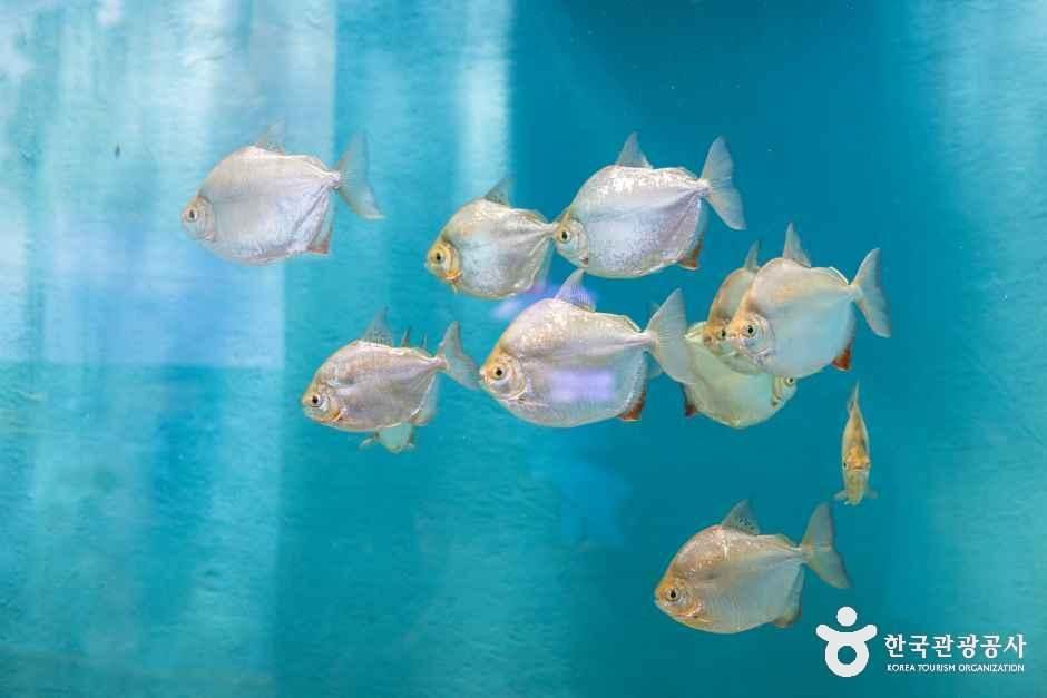 충북아쿠아리움 여행 추천 - 로드트립