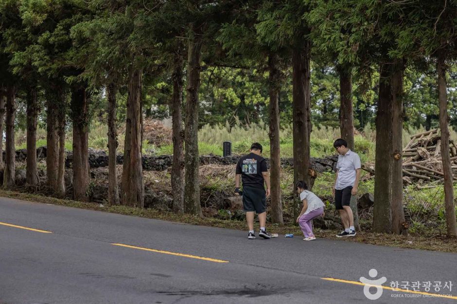 신비의도로 여행 추천 - 로드트립