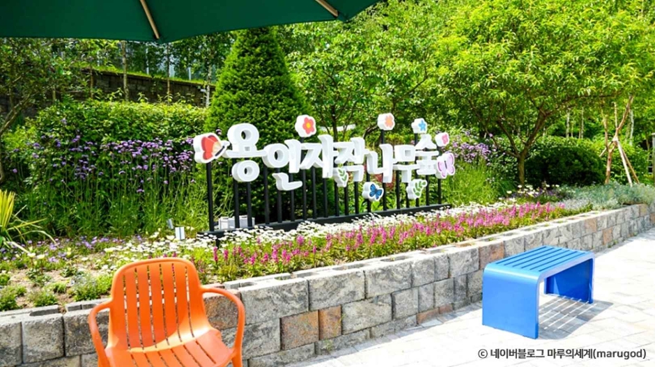 용인자작나무숲 여행 추천 - 로드트립