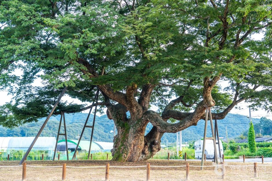 대전 괴곡동 느티나무 여행 추천 - 로드트립