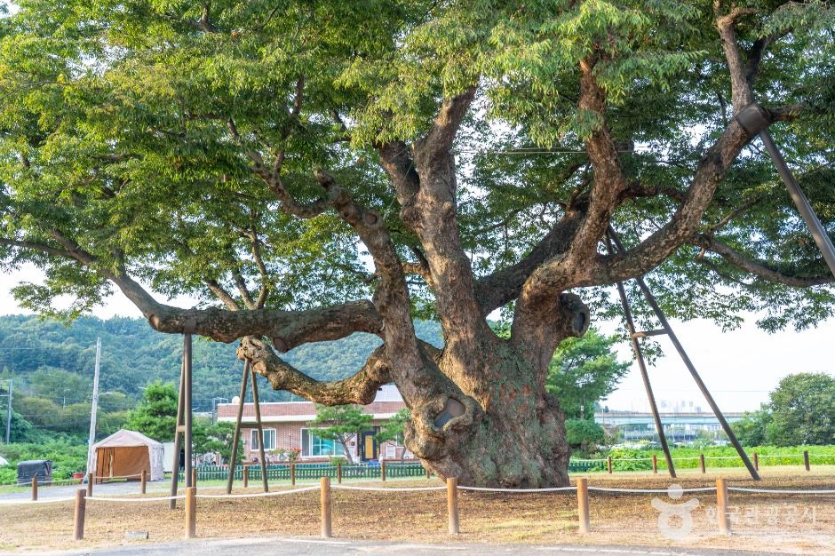 대전 괴곡동 느티나무 여행 추천 - 로드트립