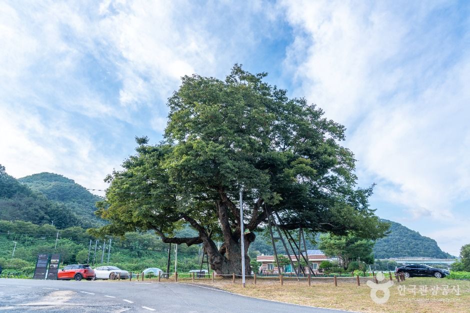 대전 괴곡동 느티나무 여행 추천 - 로드트립