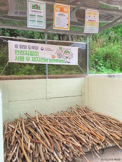 원대리 자작나무 숲 (속삭이는 자작나무 숲) 여행 추천 - 로드트립