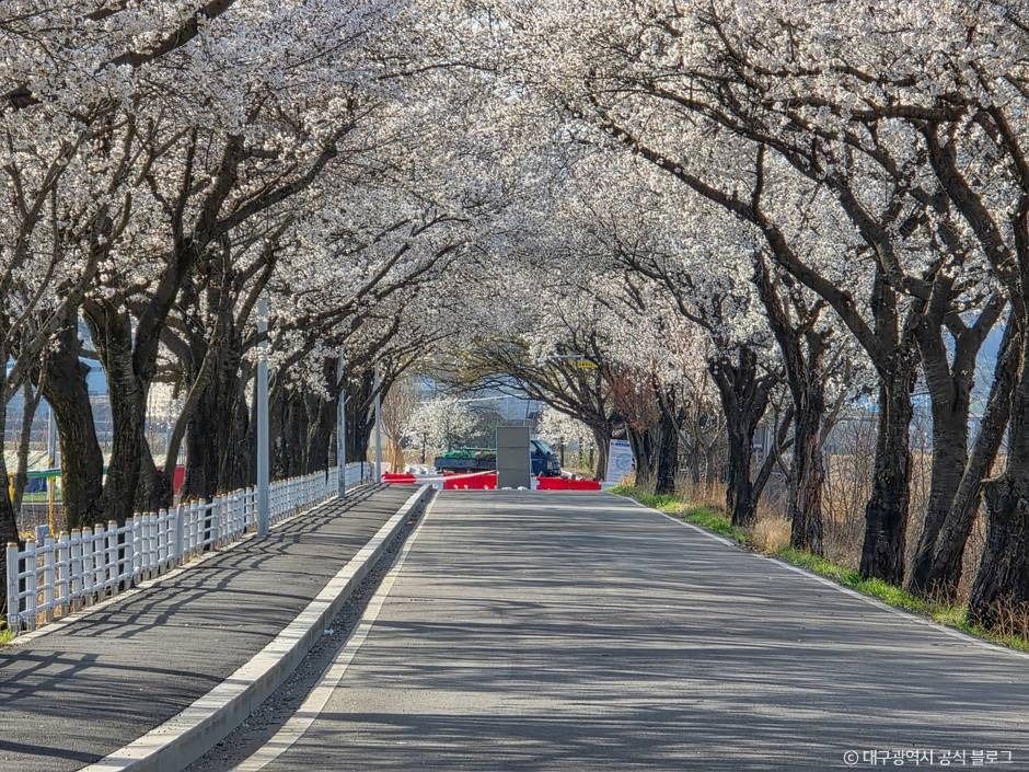 달창지 벚꽃길 여행 추천 - 로드트립