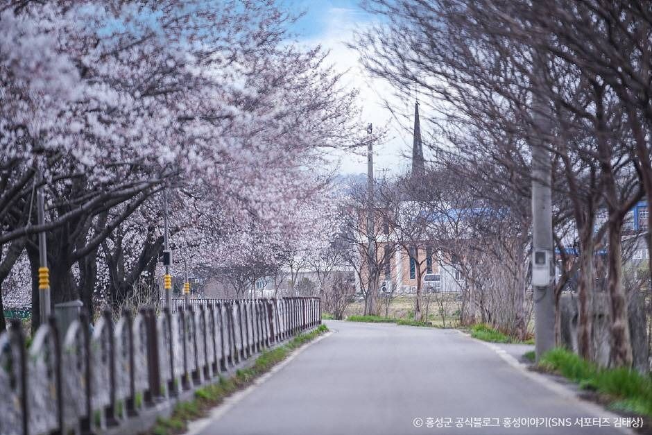 광천 오서산 벚꽃길 여행 추천 - 로드트립