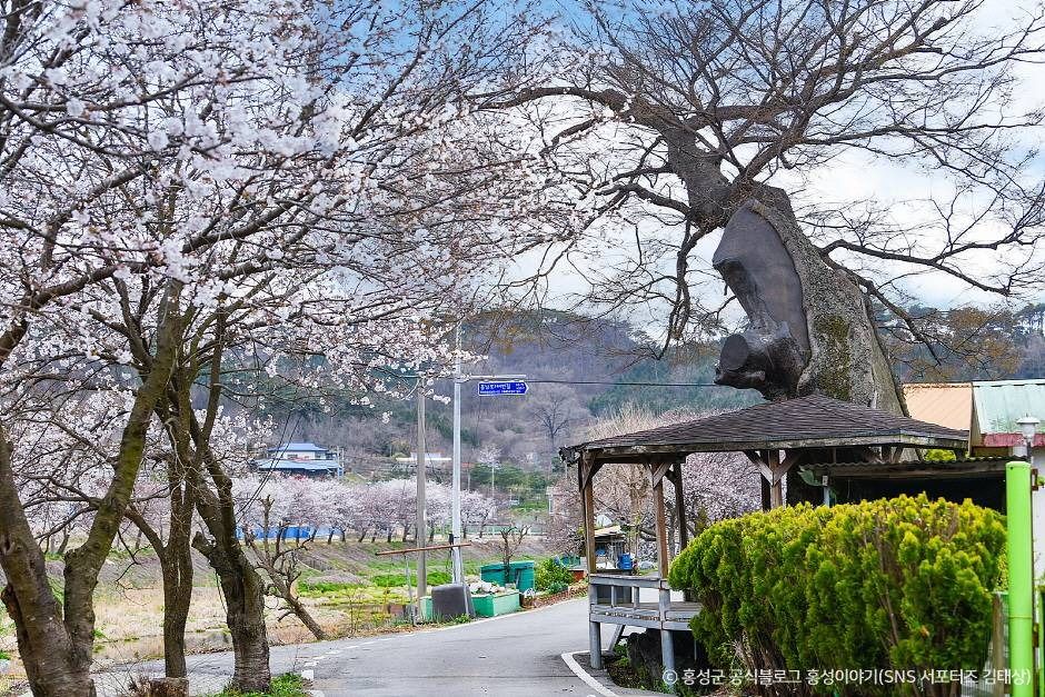 광천 오서산 벚꽃길 여행 추천 - 로드트립