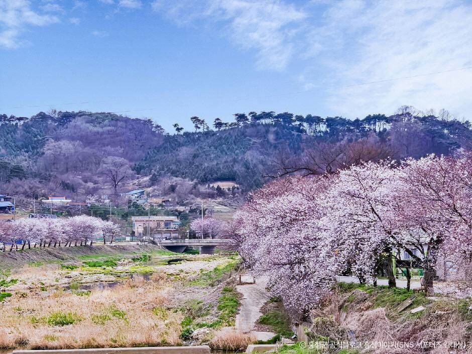 광천 오서산 벚꽃길 여행 추천 - 로드트립