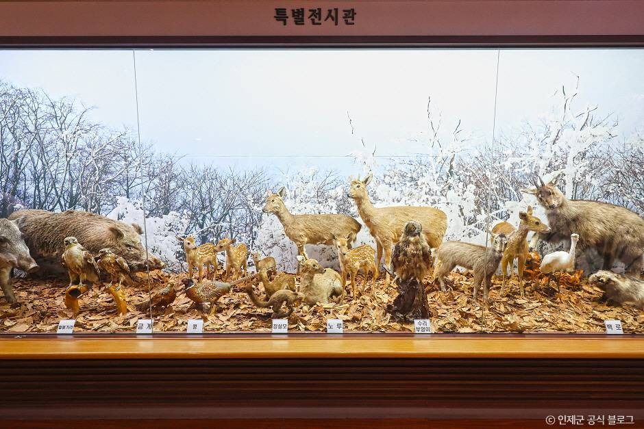 인제산촌민속박물관 여행 추천 - 로드트립
