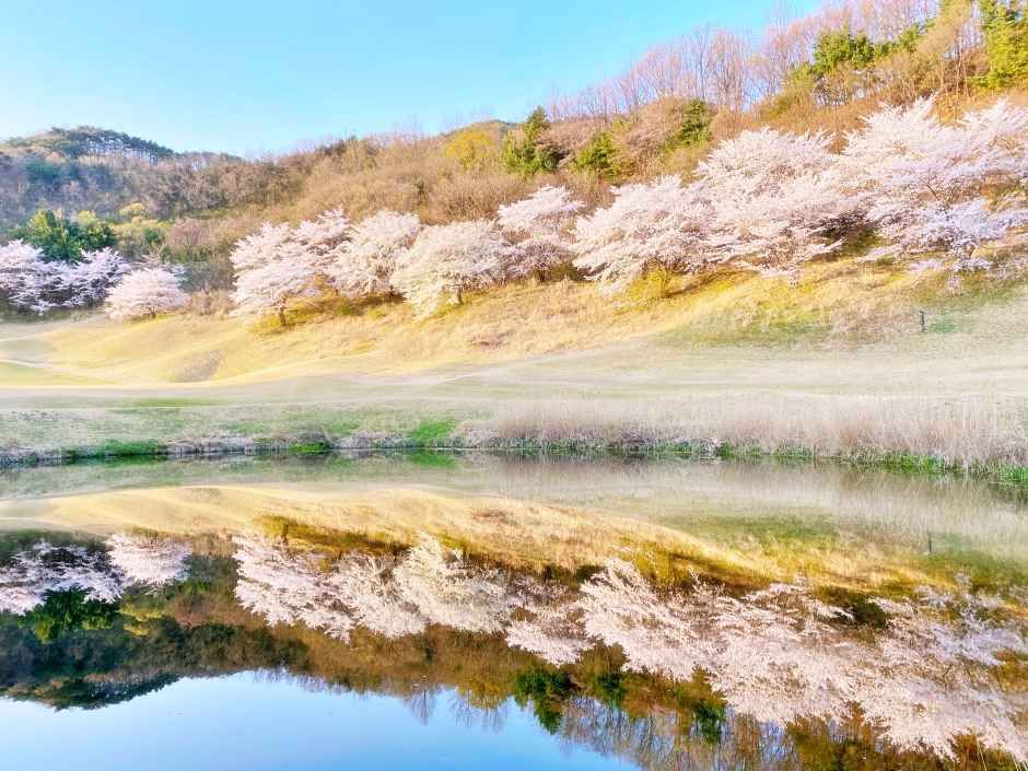 안성베네스트 골프클럽 여행 추천 - 로드트립