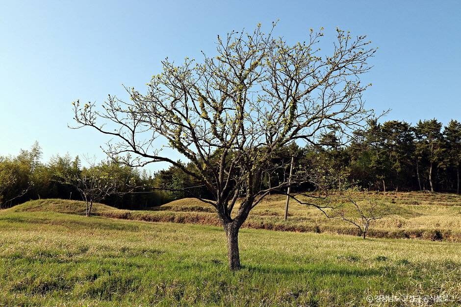 고성 내산리 고분군 여행 추천 - 로드트립