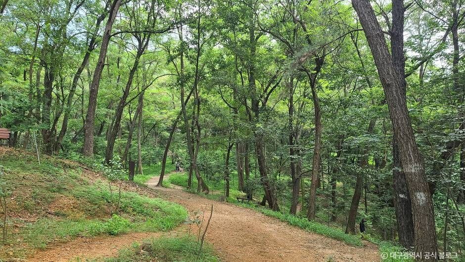 와룡산(대구) 여행 추천 - 로드트립