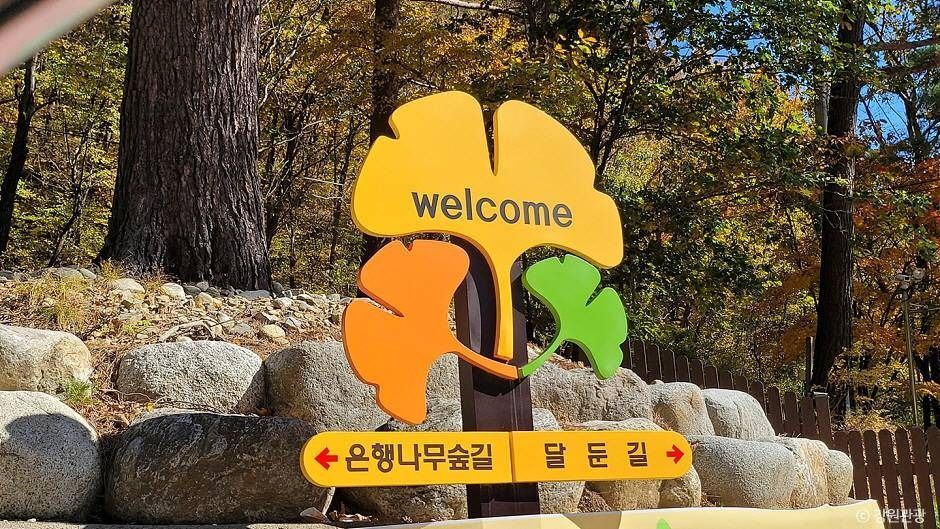 홍천 은행나무숲 여행 추천 - 로드트립