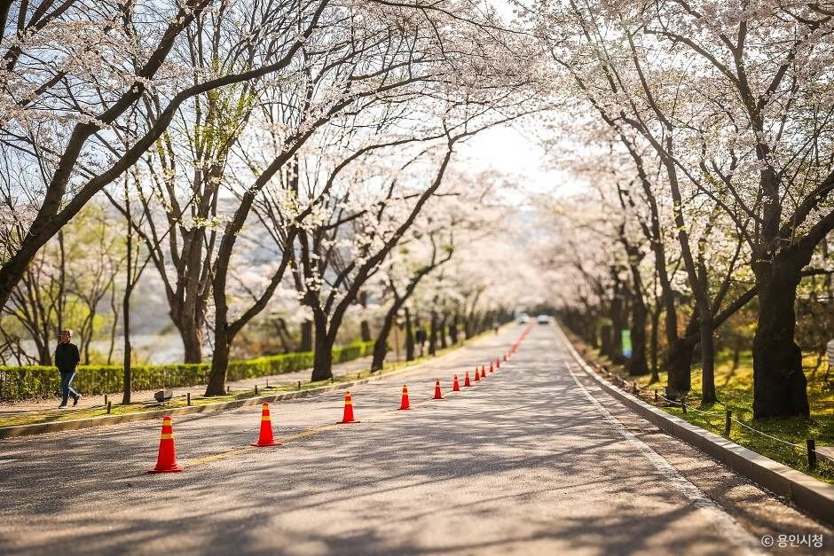 가실벚꽃길 여행 추천 - 로드트립