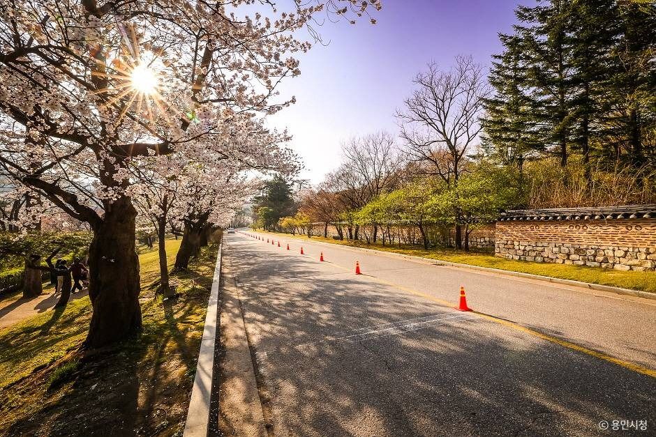 가실벚꽃길 여행 추천 - 로드트립