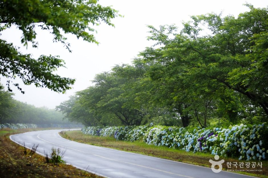 녹산로 유채꽃도로 여행 추천 - 로드트립