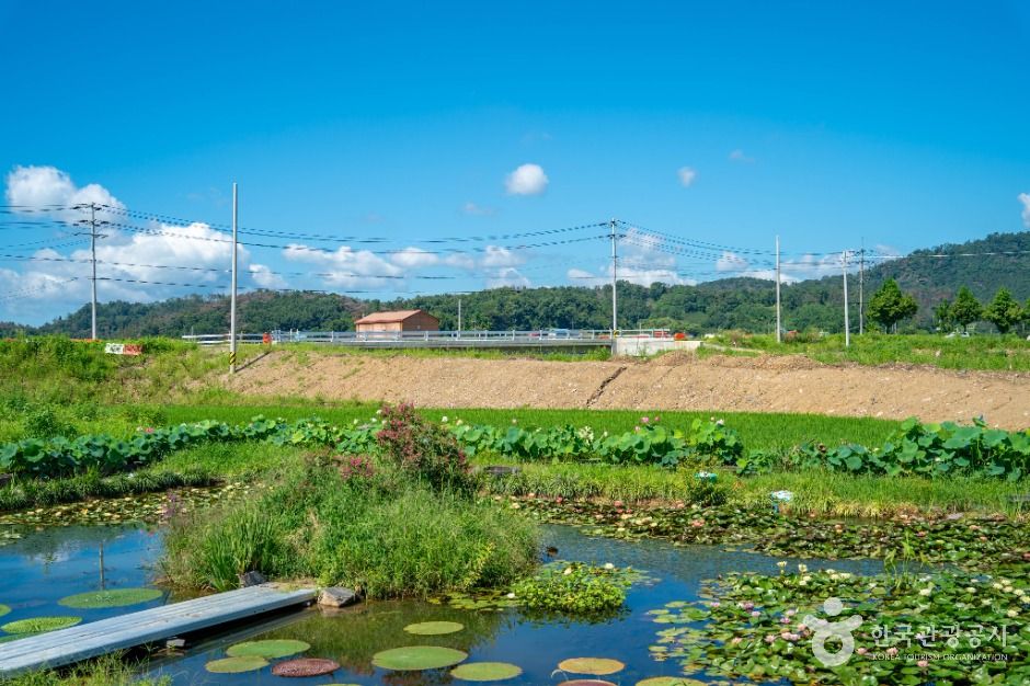 우포가시연꽃마을 여행 추천 - 로드트립