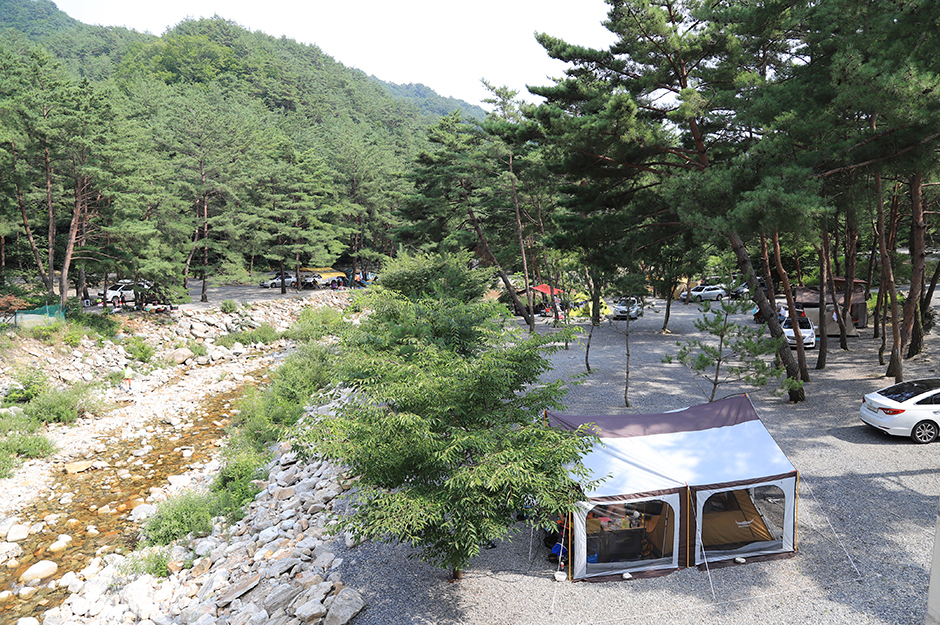 소나무와 계곡 캠핑장 여행 추천 - 로드트립