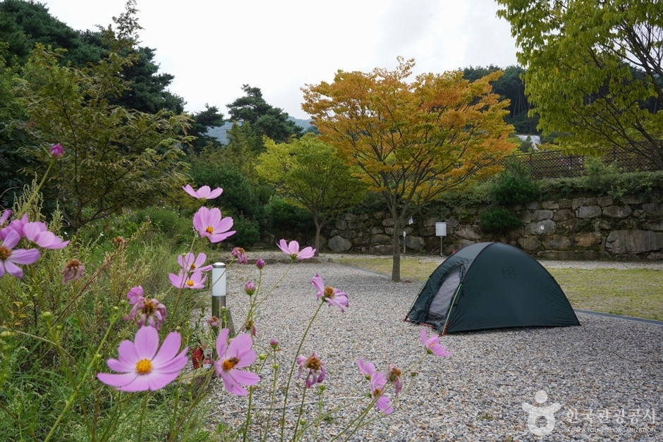 한티별빛아래오토캠핑장 여행 추천 - 로드트립