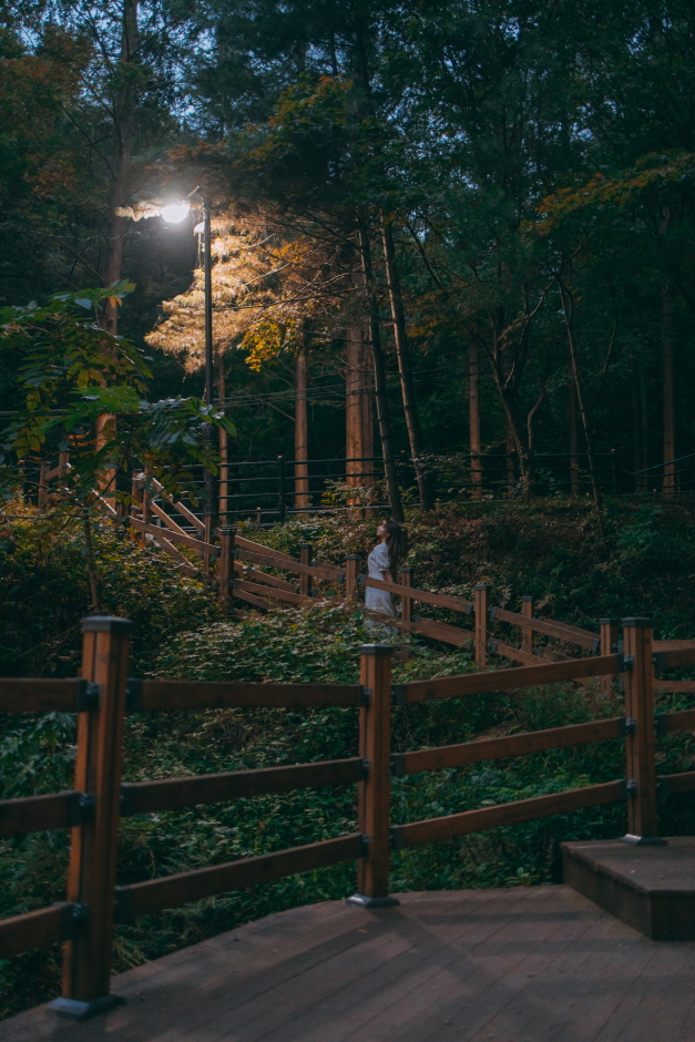보문산 행복 숲 둘레길 여행 추천 - 로드트립
