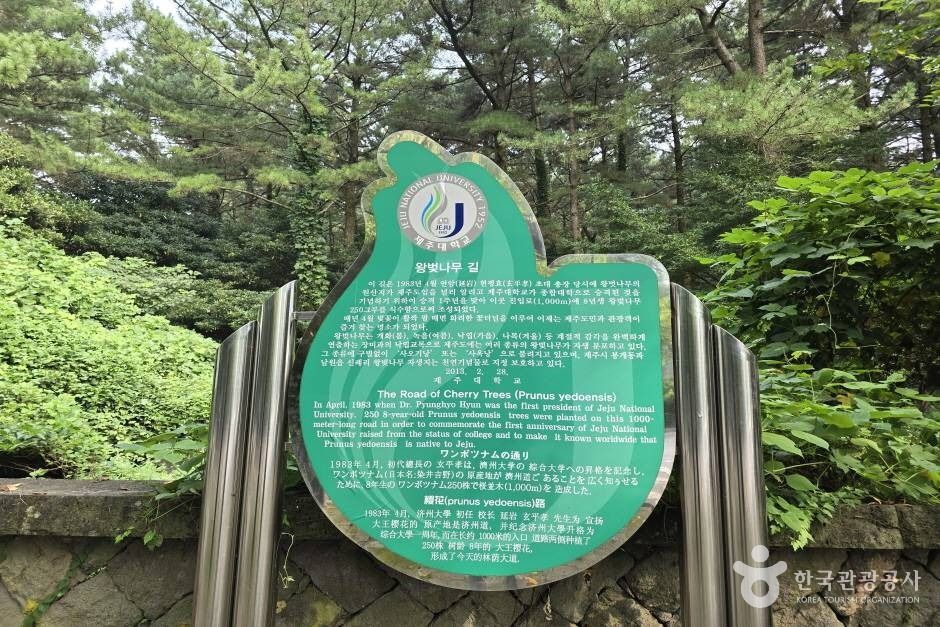 제주대 벚꽃길 여행 추천 - 로드트립